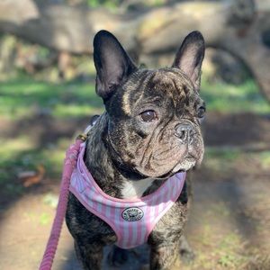 Meet your Posher, Maddie